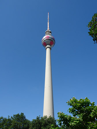 Fotos Fernsehturm und Bäume | Berlin