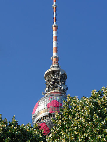 Foto Fernsehturm und Bäume - Berlin