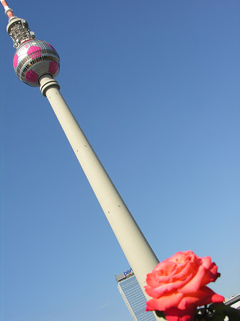 Fernsehturm und Rosen - Berlin (Berlin)