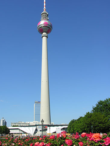 Fotos Fernsehturm und Rosen | Berlin