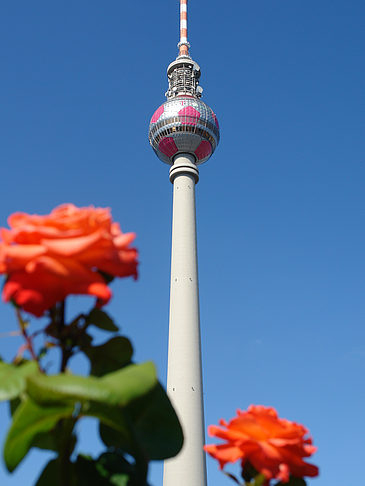 Fernsehturm und Rosen Fotos