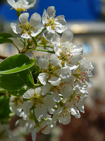 Frühling - Berlin