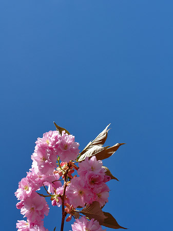 Frühling - Berlin