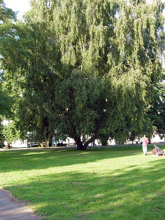 Treptower Park - Berlin (Berlin)