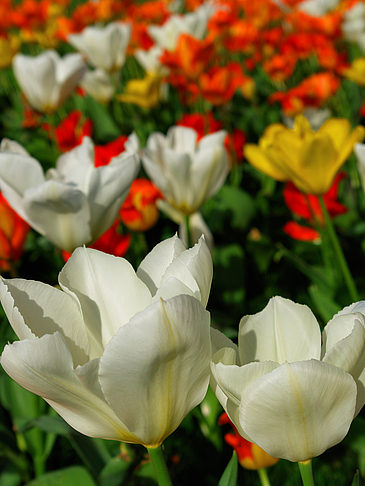 Foto Bundesgartenschau - Potsdam