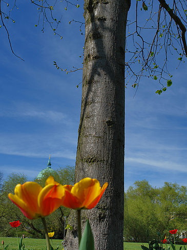 Foto Blumen