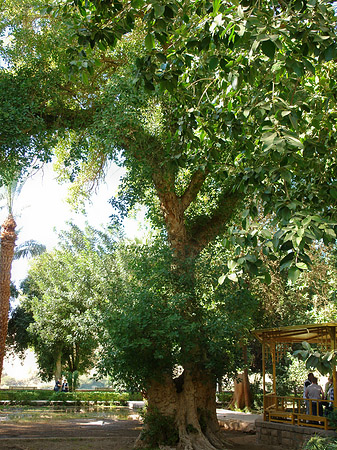 Bäume - Landesinnere (Aswan)