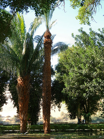 Bäume - Landesinnere (Aswan)