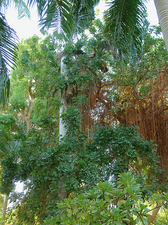 Bäume - Landesinnere (Aswan)