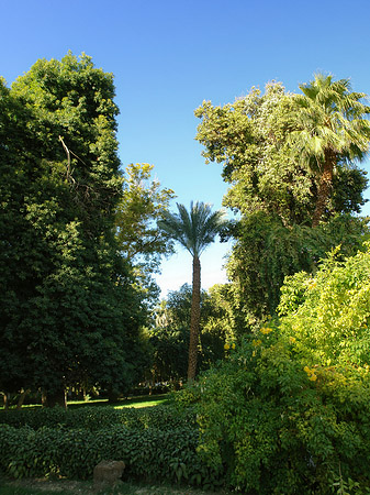 Bäume - Landesinnere (Aswan)