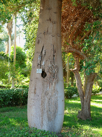 Bäume - Landesinnere (Aswan)