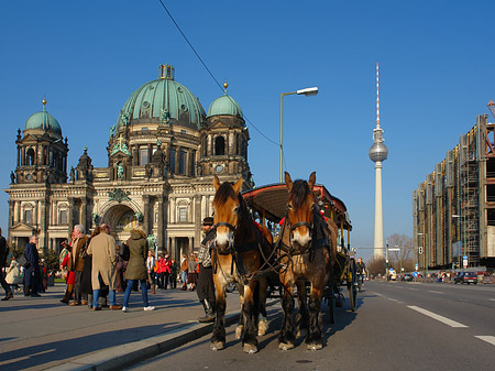 Dompferde - Berlin (Berlin)