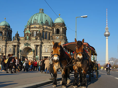 Dompferde - Berlin (Berlin)