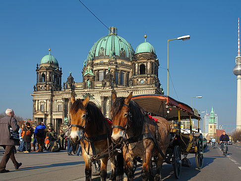 Dompferde - Berlin (Berlin)