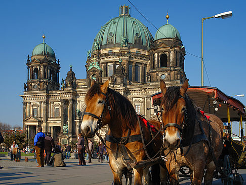 Dompferde - Berlin (Berlin)