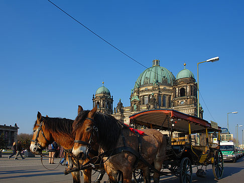 Dompferde - Berlin (Berlin)