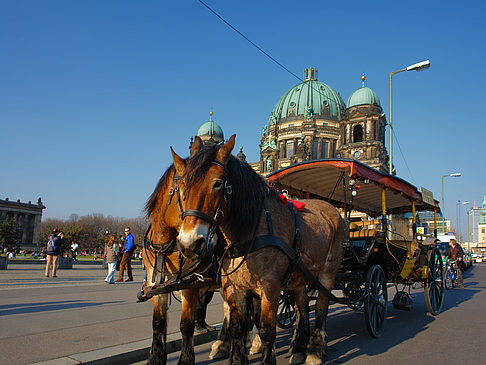 Dompferde - Berlin (Berlin)