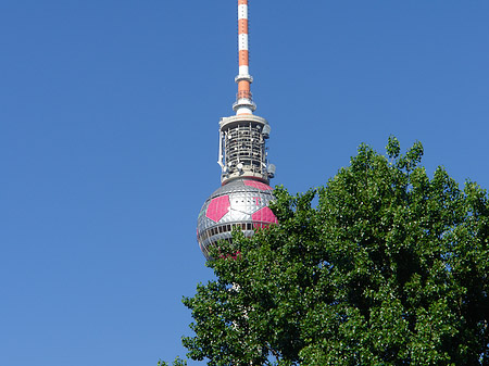 Foto Fernsehturm und Bäume - Berlin