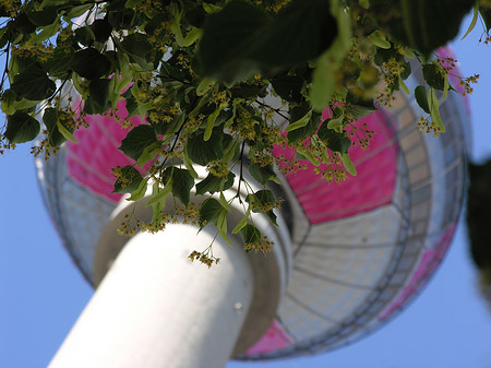 Fernsehturm und Bäume - Berlin (Berlin)