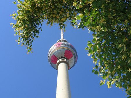 Fernsehturm und Bäume Foto 