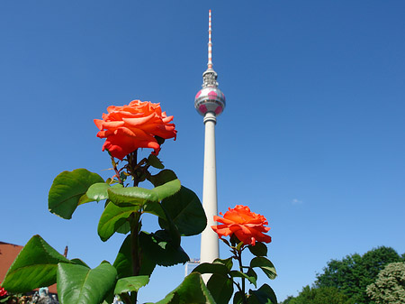 Fotos Fernsehturm und Rosen