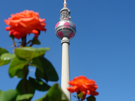 Foto Fernsehturm und Rosen - Berlin