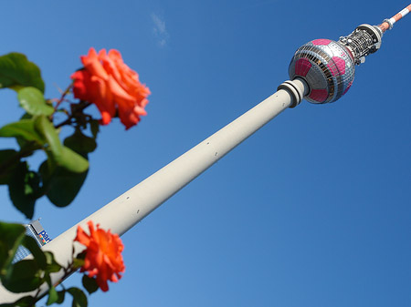 Fernsehturm und Rosen Fotos