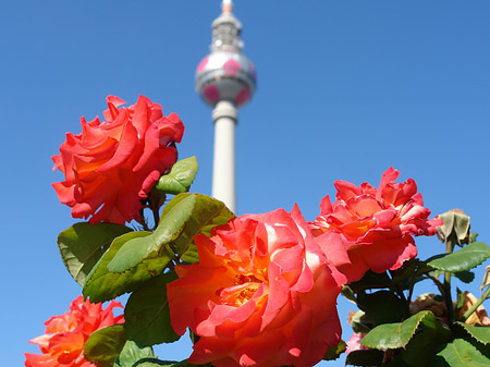 Fernsehturm und Rosen - Berlin (Berlin)