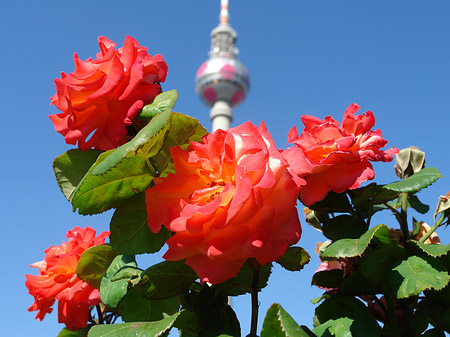 Fernsehturm und Rosen - Berlin (Berlin)