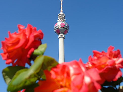 Fernsehturm und Rosen - Berlin (Berlin)