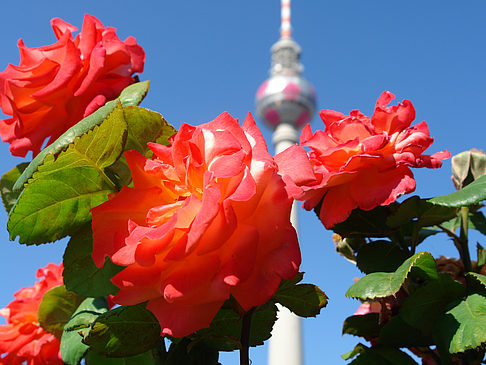 Fernsehturm und Rosen - Berlin (Berlin)