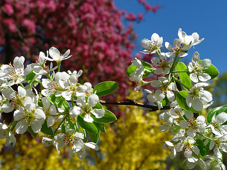 Frühling - Berlin