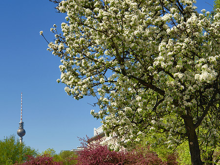 Frühling - Berlin (Berlin)