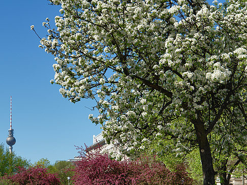 Frühling - Berlin (Berlin)