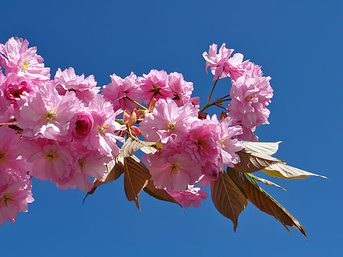 Frühling - Berlin