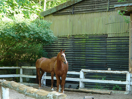 Jagdschloss Grunewald Fotos