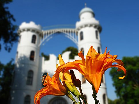 Fotos Blumen auf der Pfaueninsel