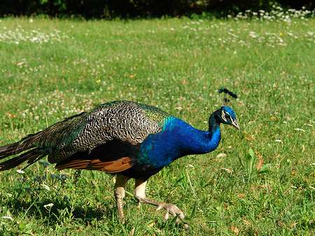 Pfau