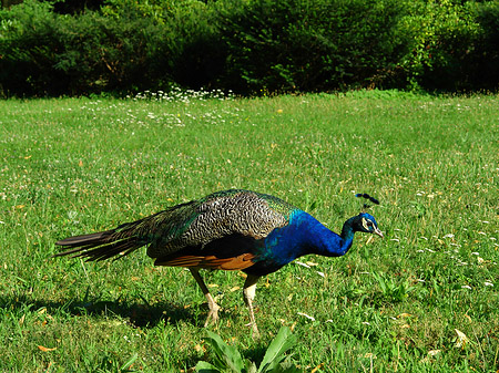 Foto Pfau