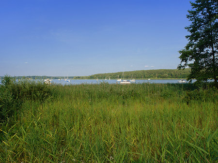 Ufer an der Pfaueninsel Foto 