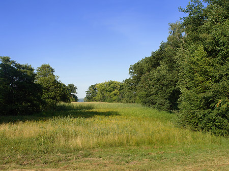 Wiese auf der Pfaueninsel Foto 