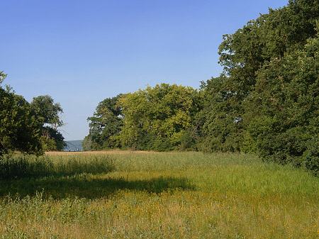 Fotos Wiese auf der Pfaueninsel | Berlin