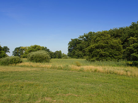 Wiese auf der Pfaueninsel - Berlin (Berlin)