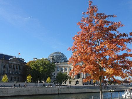 Foto Kuppel mit Baum - Berlin