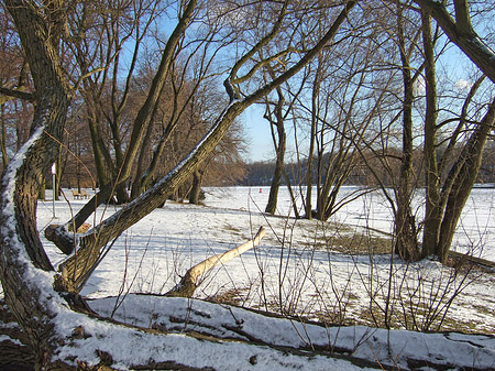 Eis im Wald - Berlin (Berlin)