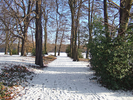 Wald mit Schnee - Berlin (Berlin)