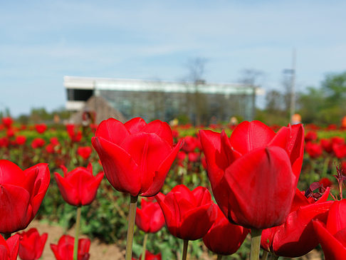 Bundesgartenschau Foto 