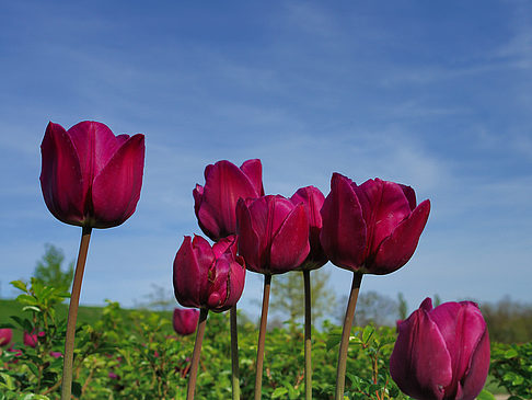 Bundesgartenschau Fotos