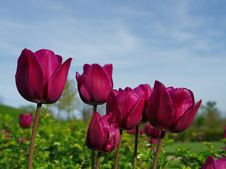 Bundesgartenschau Foto 