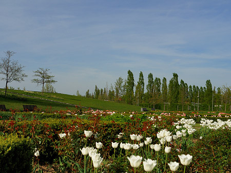 Bundesgartenschau Foto 